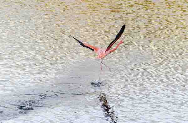 Flamenco - isla Isabela - islas Galapagos - Ecuador 27.jpg